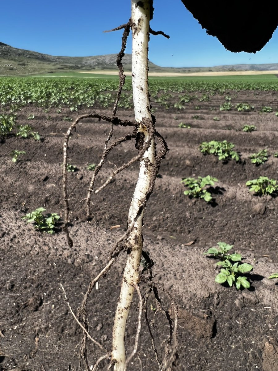 gastonviani's tweet photo. La incorrecta aplicación de herbicidas residuales genera efectos negativos en cultivos posteriores. En este caso, un repaso de cabecera con alguna imidazolinona con efectos residuales en cultivo de papa
#herbicides #herbicidesinjury #potatocrops #potato https://t.co/dS7Xn0anNU