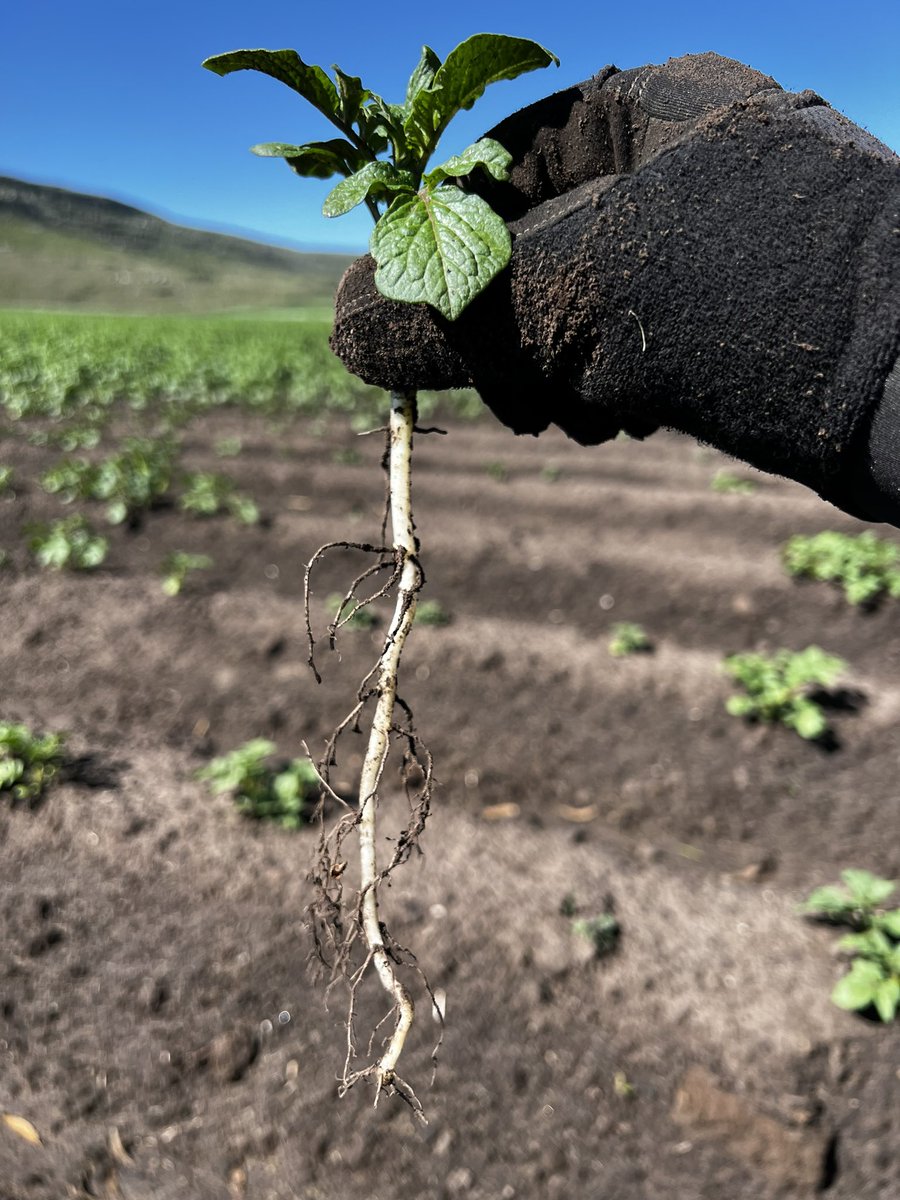 gastonviani's tweet photo. La incorrecta aplicación de herbicidas residuales genera efectos negativos en cultivos posteriores. En este caso, un repaso de cabecera con alguna imidazolinona con efectos residuales en cultivo de papa
#herbicides #herbicidesinjury #potatocrops #potato https://t.co/dS7Xn0anNU
