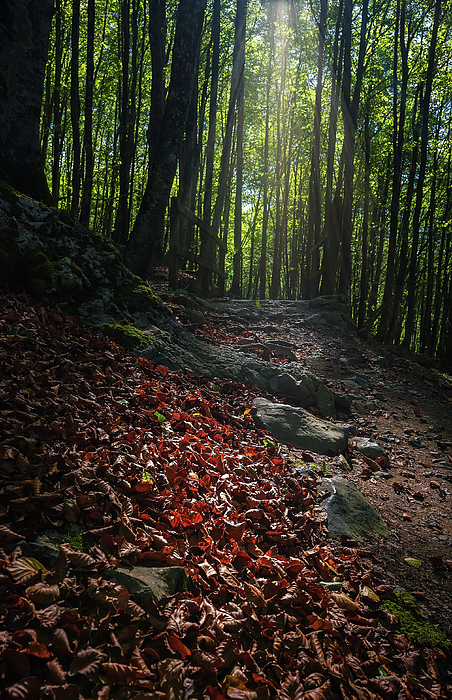 AcAsPhotography's tweet photo. New artwork for sale! - "Light on the path" - https://t.co/QY7fBALGVA @fineartamerica https://t.co/aQWAADuvDK