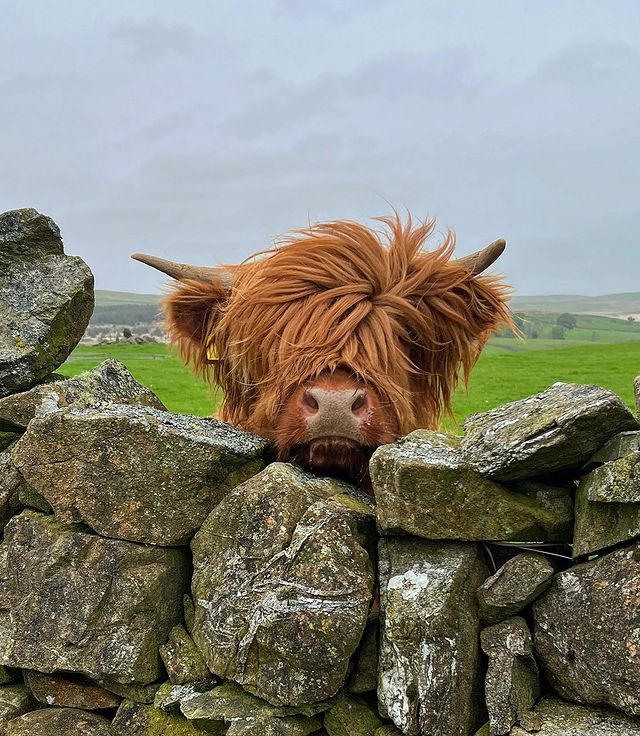 VisitScotland's tweet photo. Peek-a-moo, I see you! 🐮 Who's loving this coo &amp; its funky hair do?! 🙌 #Coosday

📍 New Luce, #Dumfries &amp; Galloway 📷 IG/kitchencoosandewes https://t.co/57TaKuH9YF