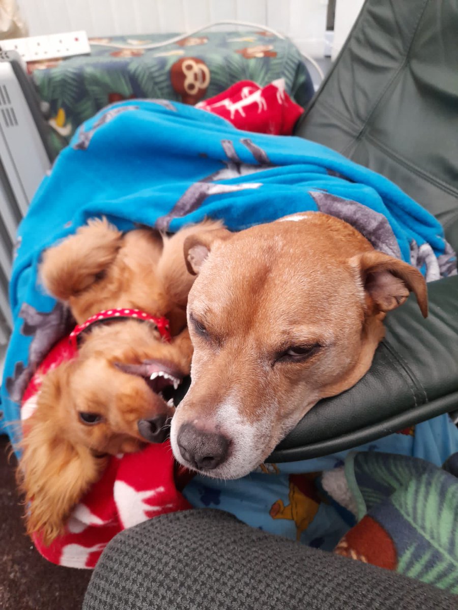 Little sisters can be very hard work... 🐶🐶 Max - Ambassador for Staffies @MaxHeroStaffie