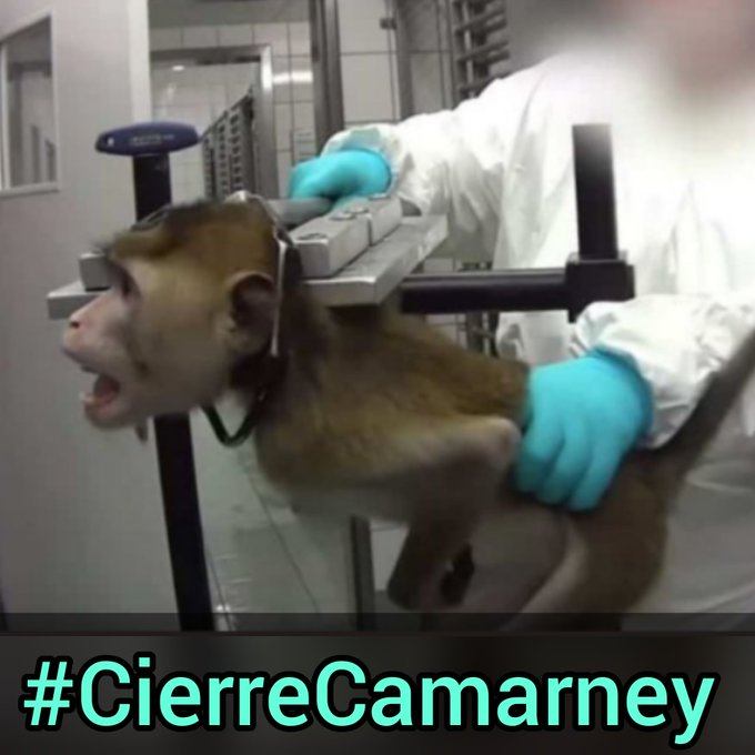 Jorjuato's tweet photo. 21 h. No Olvidamos
#RescateVivotecnia 
@ONU_es
@Europarl_ES
@ComisionEuropea
@EP_President
@anjahazekamp
@MargSchinas
@ComunidadMadrid
@IdiazAyuso
@mapagob
@CSIC
@StopCamarles
Si somos seres humanos, esto no se puede permitir, no es ciencia, es crueldad a los animales! https://t.co/WtamBeLn8z