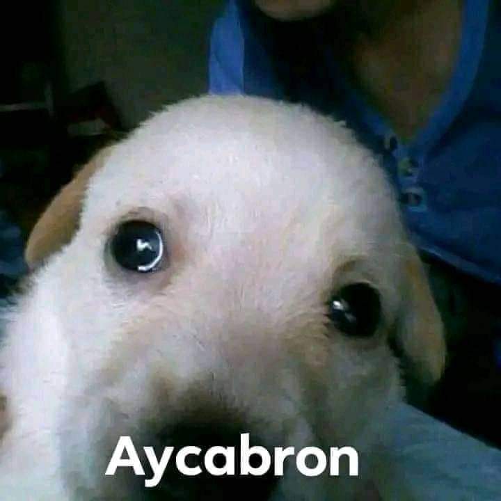 JavierIdk_'s tweet photo. @Yisus_kilker https://t.co/GeA3KaE971