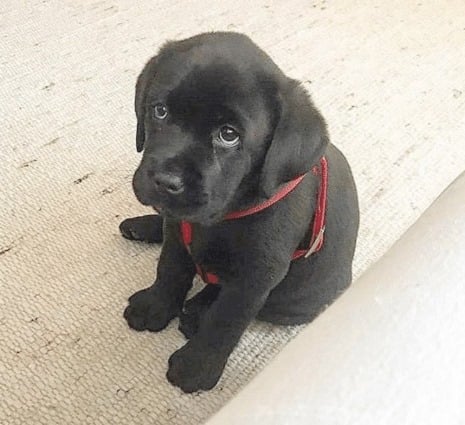 TweeetsOfDogs's tweet image. My mom said I'm beautiful 📷🐶 But so far nobody has shaared my picture 😢💔