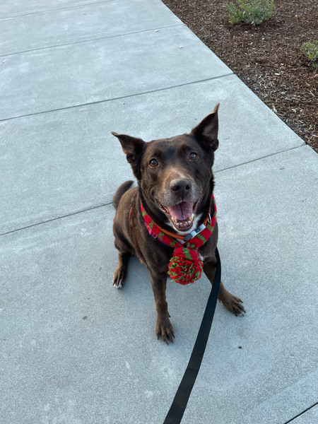 #Dog #Peaches_CCSTCA_38 Don’t I look festive in my holiday scarf?  https://t.co/YFAq8ibjUB https://t.co/xOciXc6qQl