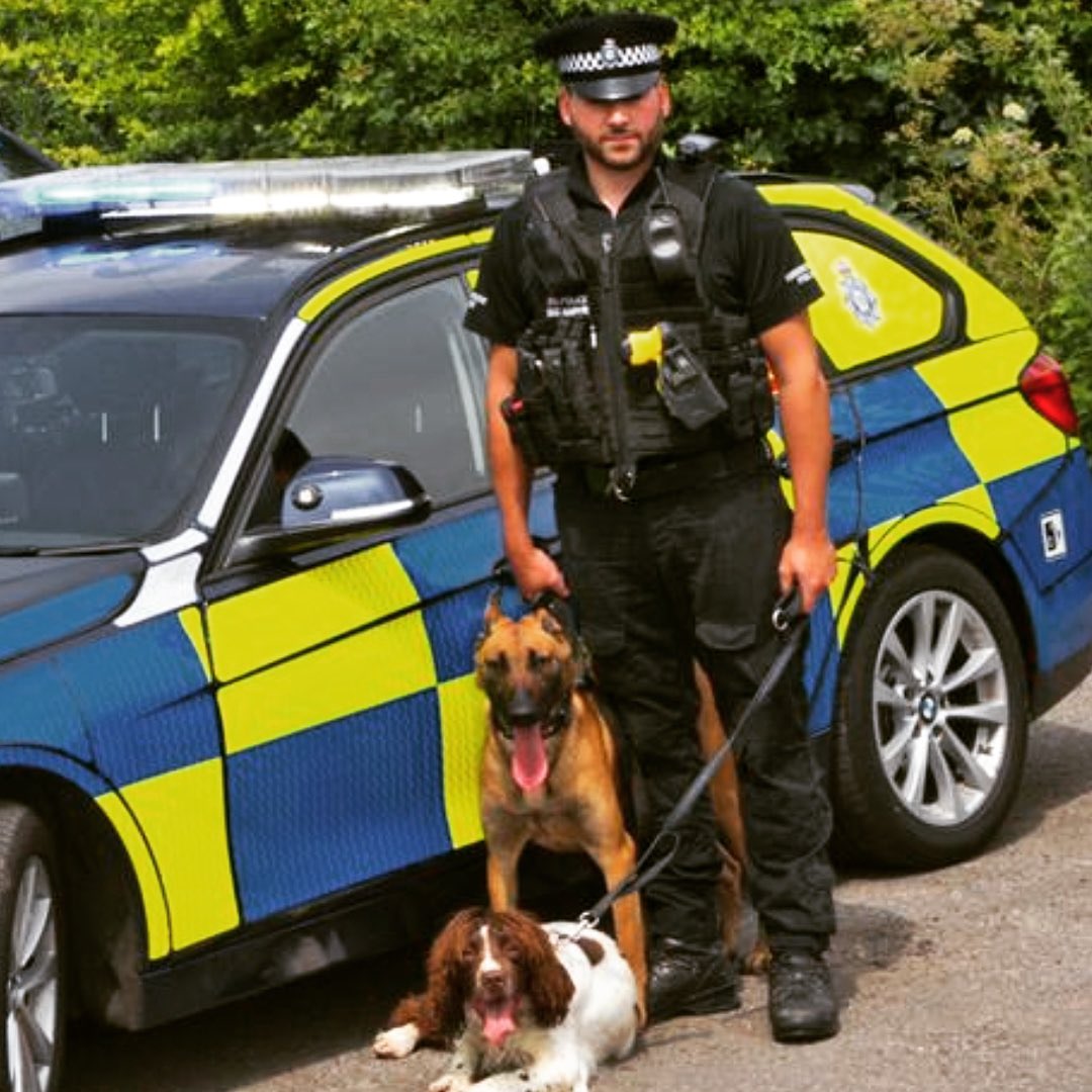 steve_k9's tweet image. My pack.