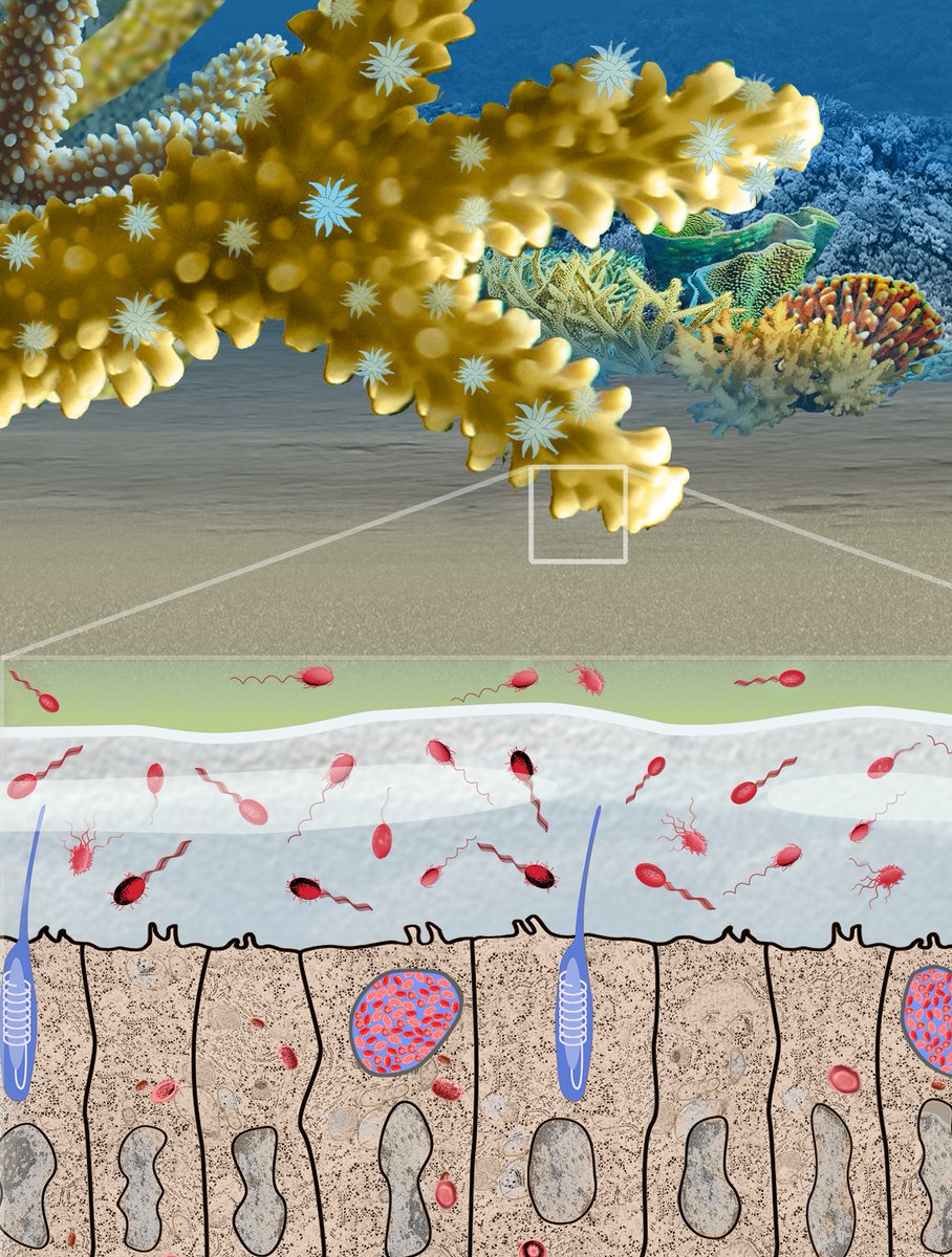 Are you or someone you know interested in completing a PhD on coral pathogens? 

The Ocean Microbiology Group has a domestic PhD scholarship open now! 

Find our more and apply with the link below. 

uts.edu.au/scholarship/ph…