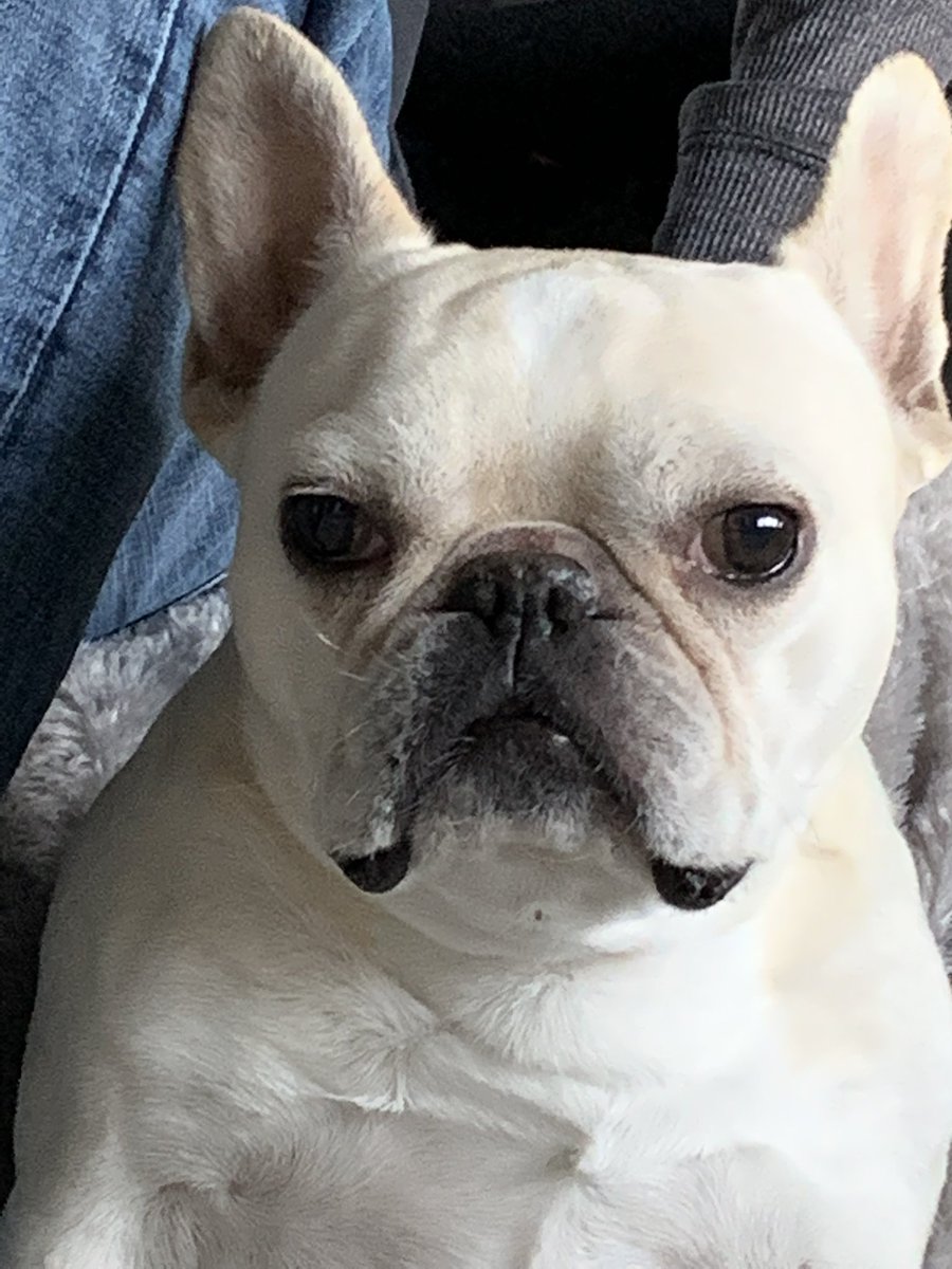 FrenchieChips's tweet photo. When I have to get a new badge photo at workโฆ#frenchbulldog #workphoto https://t.co/qdabG1dxrt