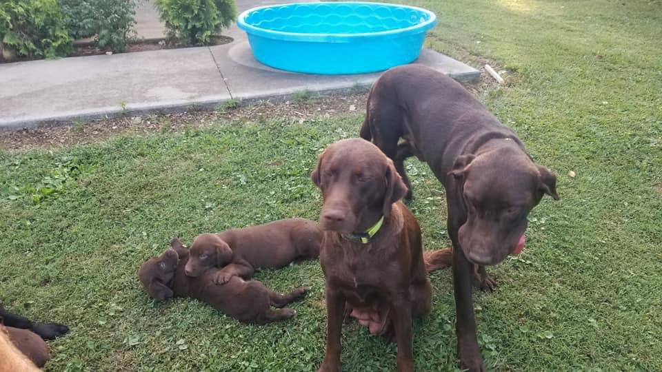 DogsLifeFanClu1's tweet photo. Dogs of all ages 

#browndog #dogfamily #lotsofdogs #puppydog https://t.co/5T2VABEJvz
