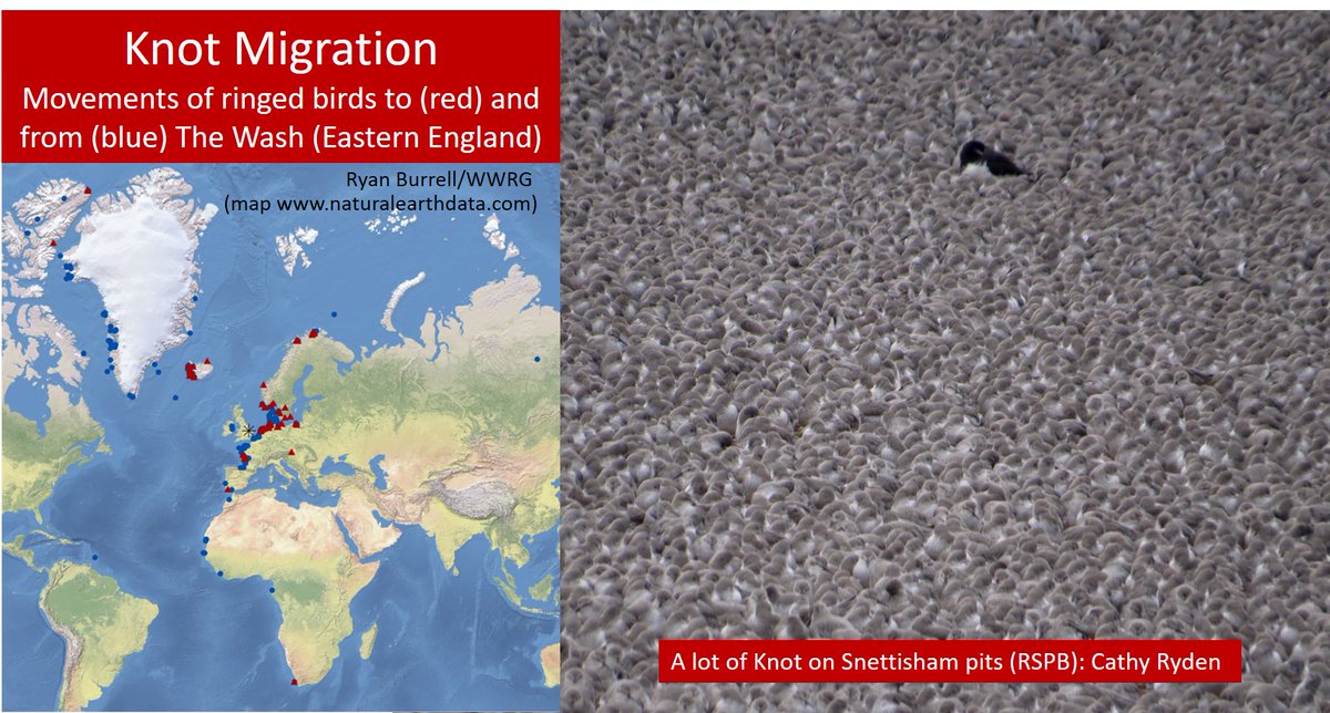 GrahamFAppleton's tweet photo. When it comes to Knot ...
... the Wash is the most important estuary in the UK. 
No tidal barrage / container port please.
Blog about the #waders #shorebirds of the Wash: 
https://t.co/VOZ0ZBZqr1
#ornithology https://t.co/CMquZLuiWn