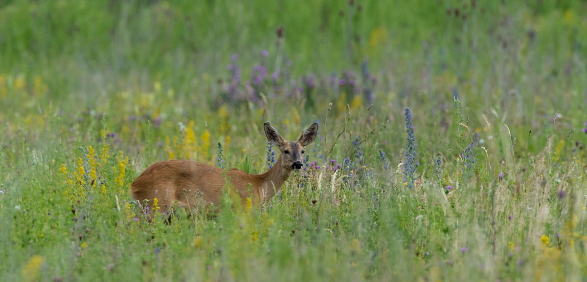 🧵What makes a #WildBirdSeedMix stand out from the crowd, or, in other words, when is a #BirdSeedMix really good for wildlife? 1⃣Essentially, the really good is separated from the mediocre by its suitability for wildlife year-round. 📸 Roe deer in🇨🇭flower block, Markus Jenny