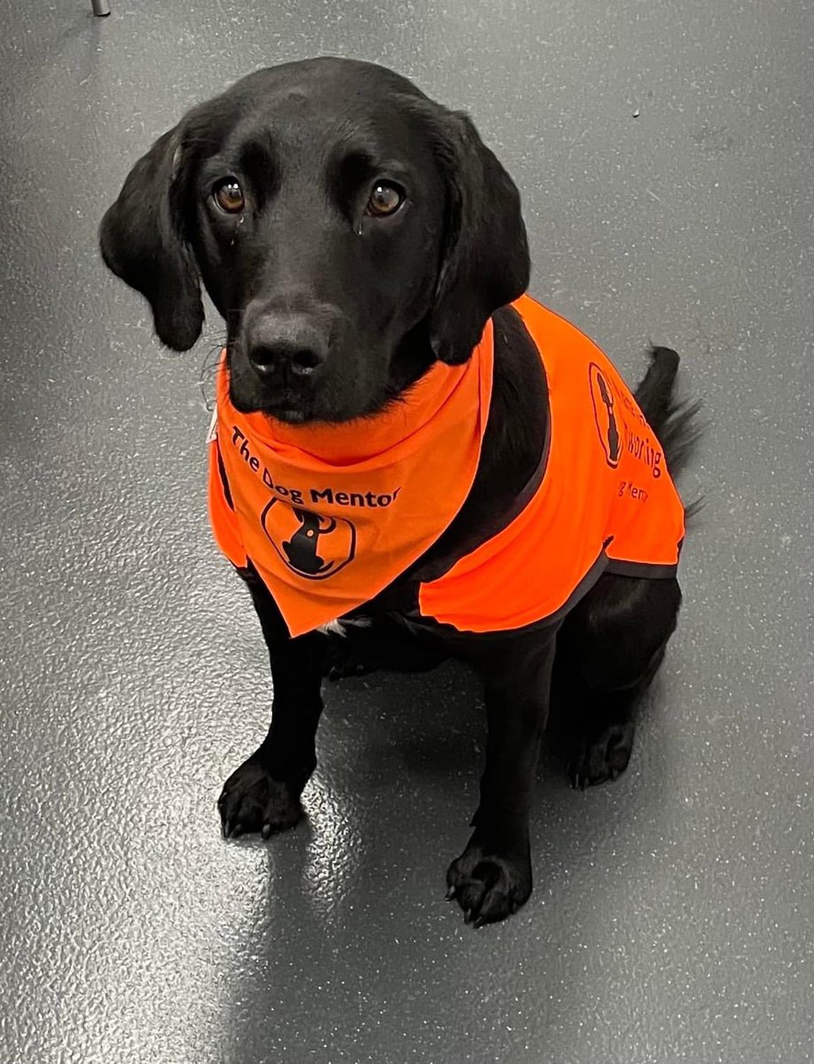PabloPerdito's tweet photo. Our gorgeous school dog, Heidi, has been training today with @TheDogMentorUK. She passed her assessment with flying colours! Heidi is having such a positive impact across school, we are all extremely proud of her!
@CedarsTrustNE #SchoolDog #PetsAsTherapy https://t.co/EQmLWslNUy https://t.co/jp7hjpiW2d