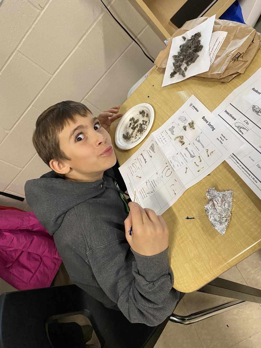 MrsManningSDC's tweet photo. Dissecting owl pellets this morning in Room 104! Thank you @Sci_in_School for leading us through such a fascinating investigation of animal bones and prey!! https://t.co/9pBsjXF8s5