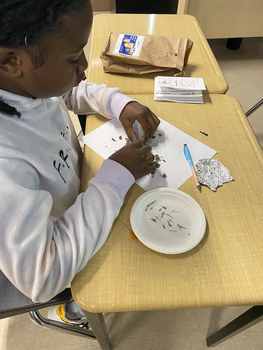 MrsManningSDC's tweet photo. Dissecting owl pellets this morning in Room 104! Thank you @Sci_in_School for leading us through such a fascinating investigation of animal bones and prey!! https://t.co/9pBsjXF8s5