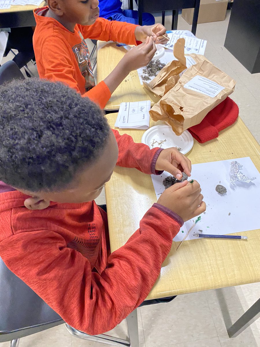MrsManningSDC's tweet photo. Dissecting owl pellets this morning in Room 104! Thank you @Sci_in_School for leading us through such a fascinating investigation of animal bones and prey!! https://t.co/9pBsjXF8s5