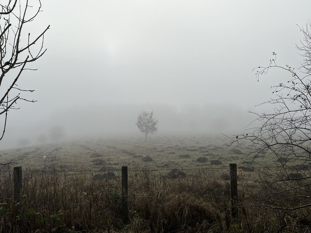 karenlreyburn's tweet photo. I love a misty, foggy November walk
#walkswithkaren #scotlandwalks https://t.co/ihHZvH2f1r