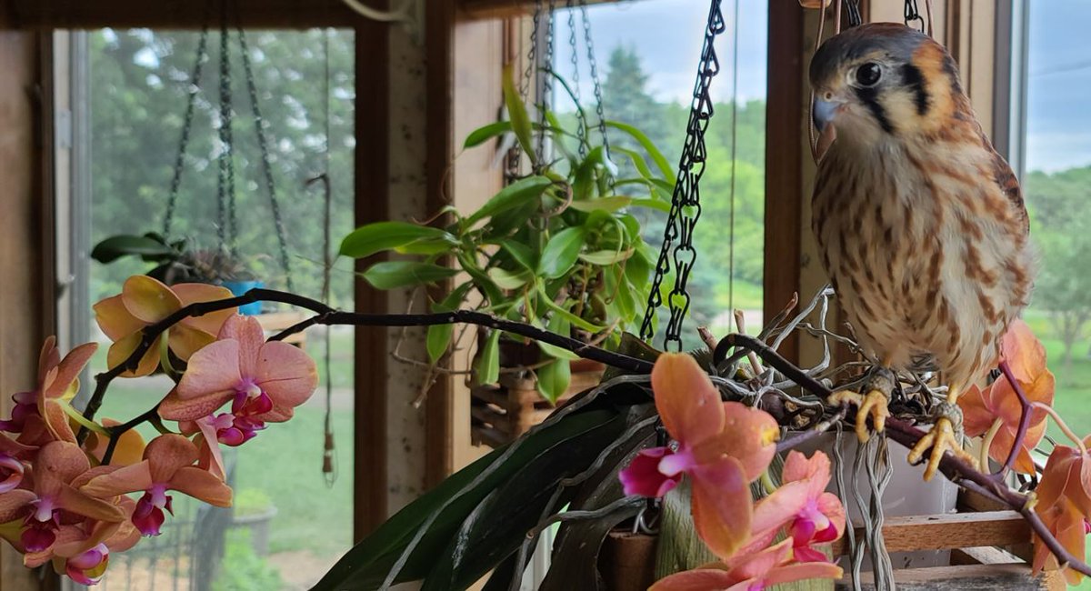 Today feels like it really needs a happy splash of color. Stormfly enjoying her orchid throne seems fitting!