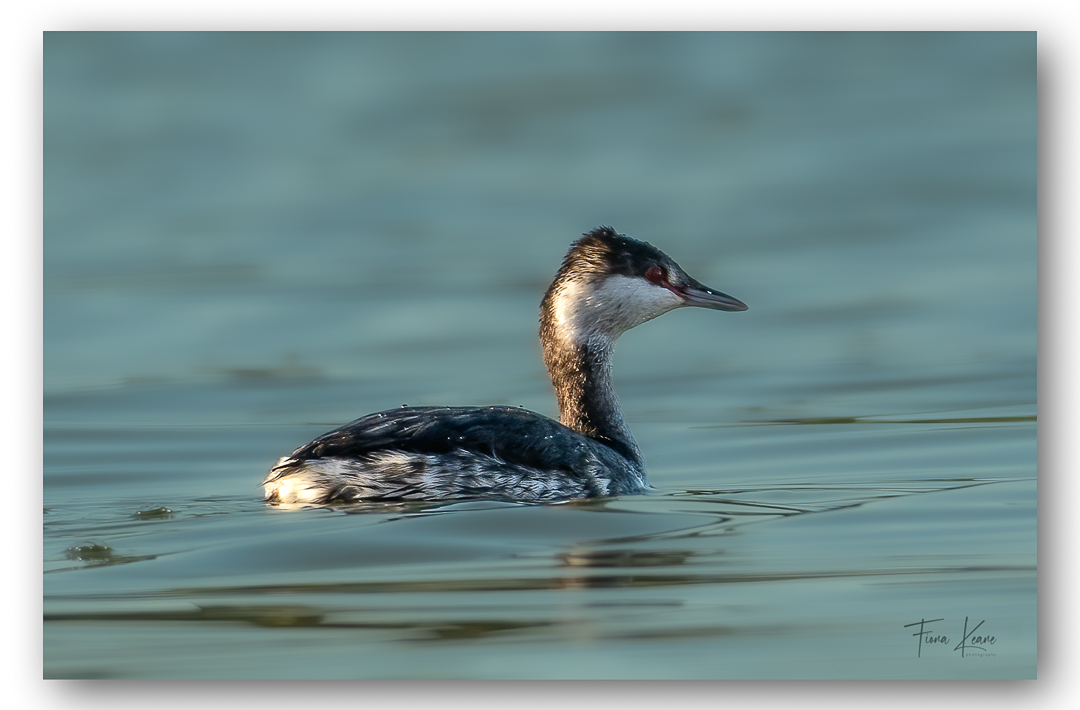 fiona keane tweet media