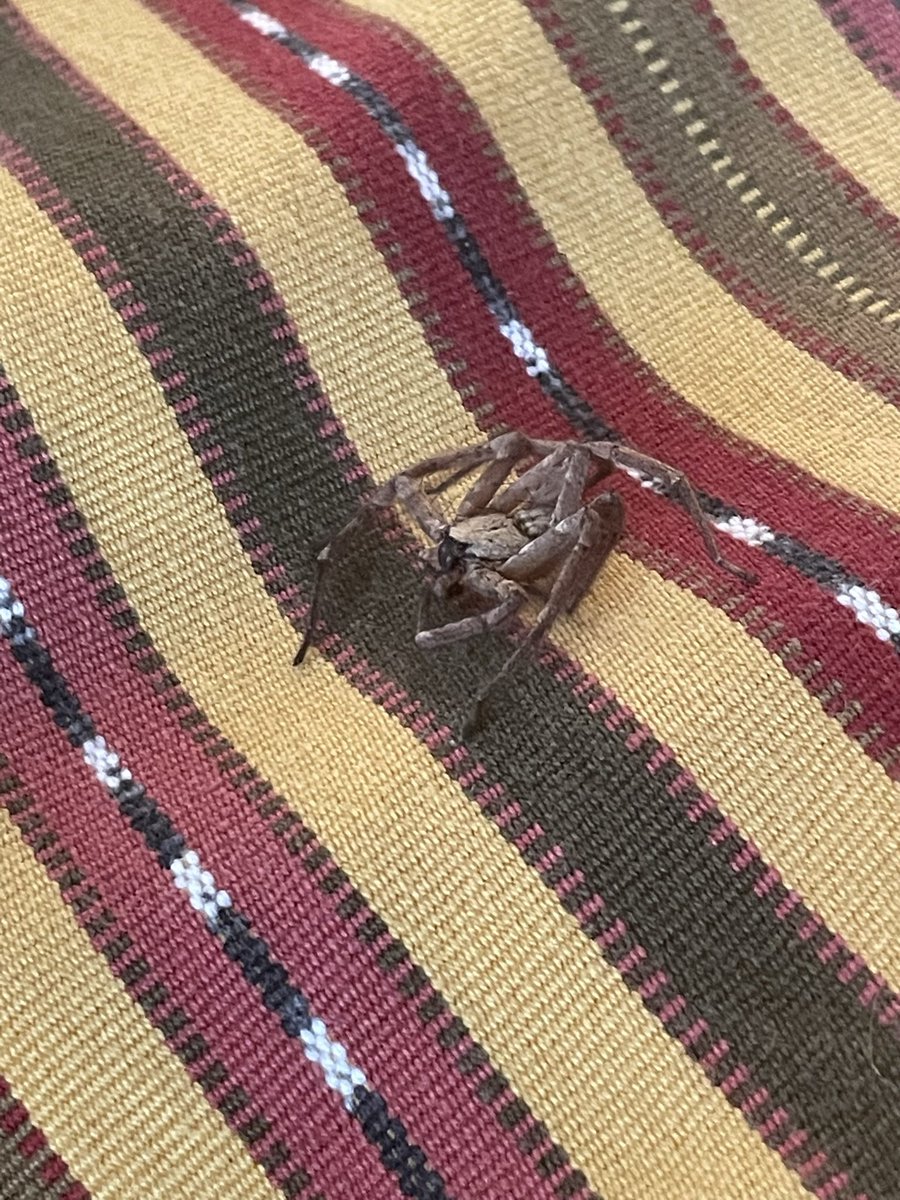 xsebeche's tweet photo. @Arachno_Cosas a esta chiquilla la encontré en mi cama. ¿Sabes qué tipo de araña es? https://t.co/X7xnInRzLj