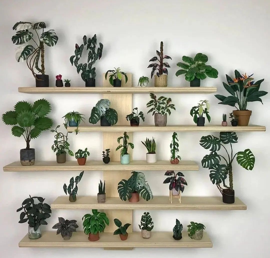 Houseplant Hobbyist tweet media