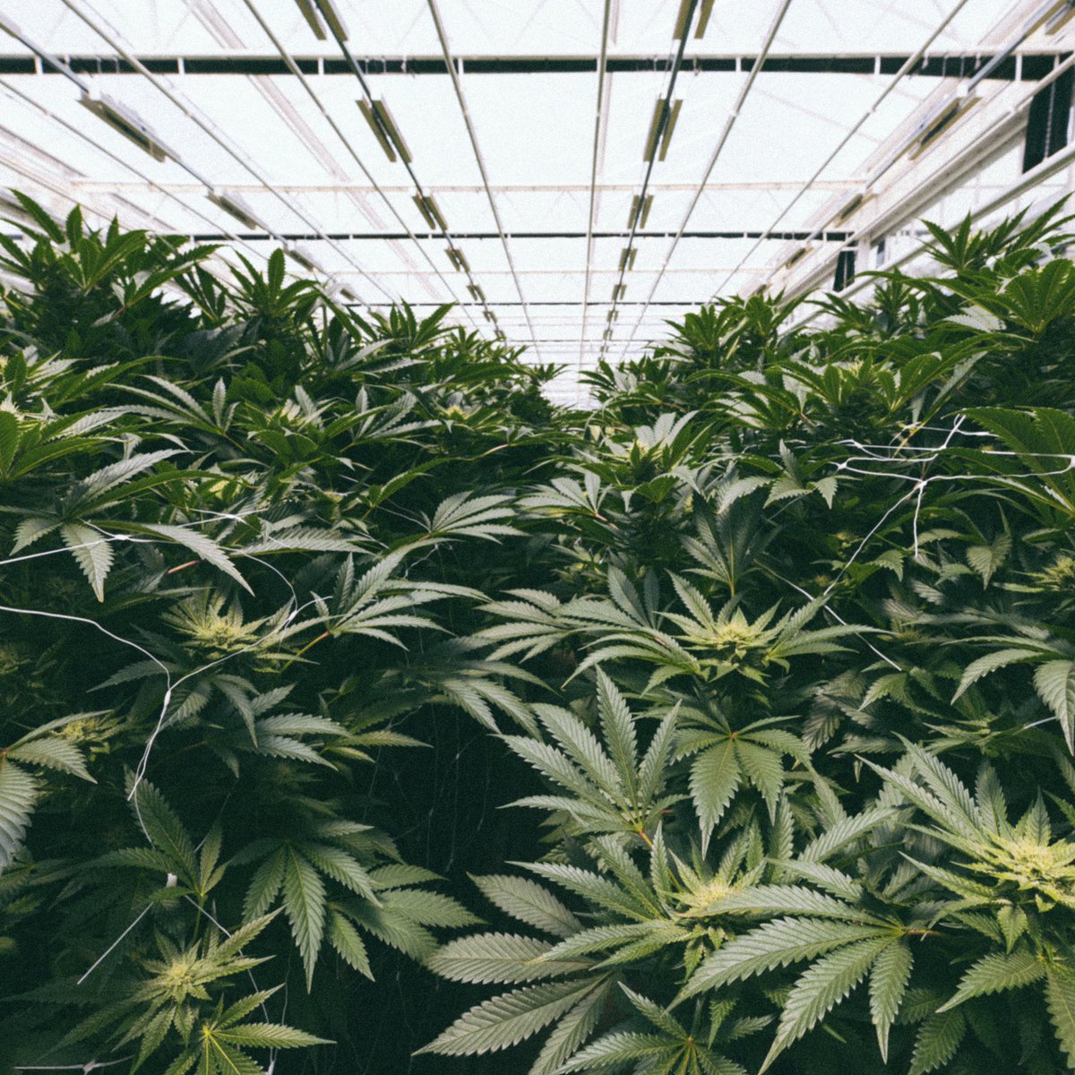 highlydutch's tweet photo. Good weed is grown organically in living soil using only natural inputs. There's no tricking our roots. They know the real thing - and it shows. 🍃 

For informative purposes only. Nothing for sale. https://t.co/A5jJW820le