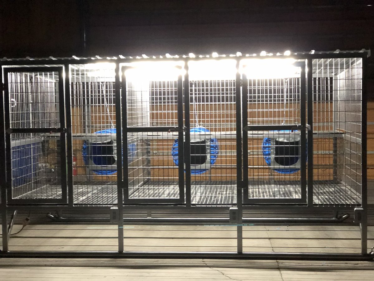 therealEEfab's tweet photo. A slick unit we finished!
#gundogs #workingdogs #stockdogs #hounds #malinois #bordercollies #mcnabs #catahoula #elevatedkennels #customkennels #doghouse #dogpen #kennel #madeinamerica #smallbusiness #welding #whelpingkennels #outdoorkennels #thepridedogfood #dogfood #birddog https://t.co/nnSfhrOazu