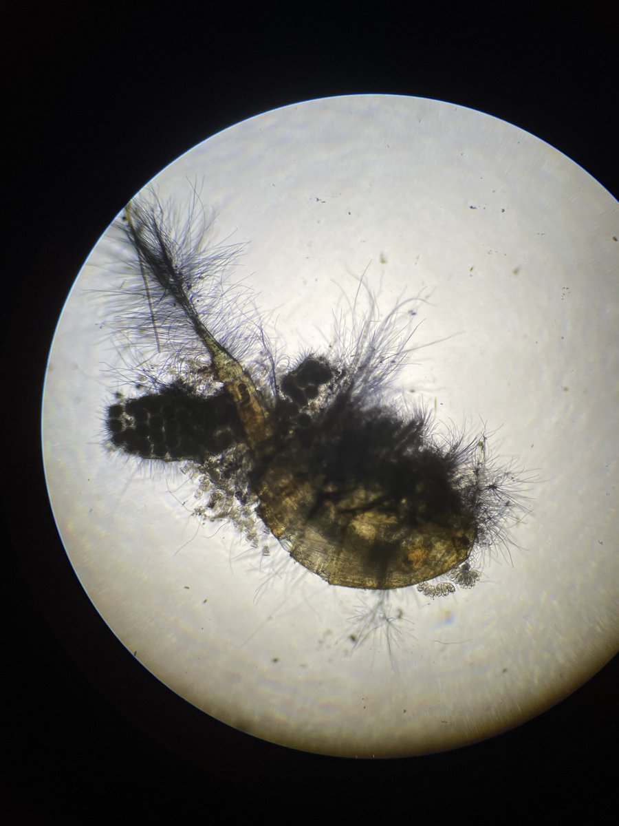 MeisingerRene's tweet photo. @jam_and_germs @JourneyToMicro I can imagine! As nice as finding new stuff: In the same sample I found these very infested copepods. However I have no idea what it could be. Do you maybe have an idea @jam_and_germs ? https://t.co/4IEtFsB40z