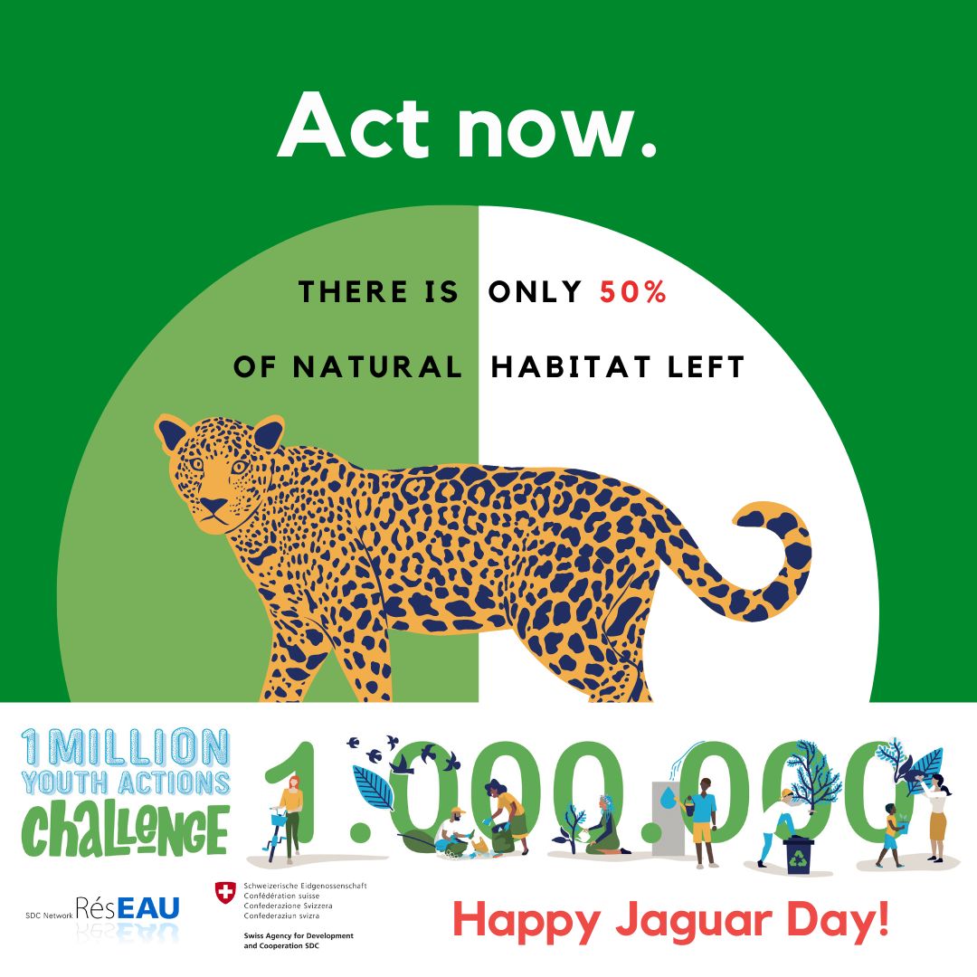 Happy 🐆#National Jaguar Day. 

💚Volunteer for some organisations which #conserve them:
bigcatswildcats.com/jaguar/jaguar-… 

👇Take this #1MYAC action here
1myac.com/en/choose-acti… 

#EcoVolunteer #SDG15