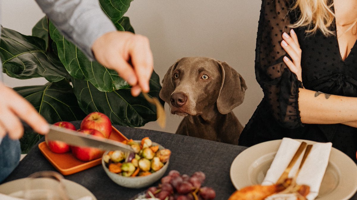 Tweet by UI Vet Hospital