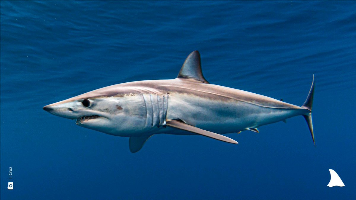 Sharkproject International tweet media