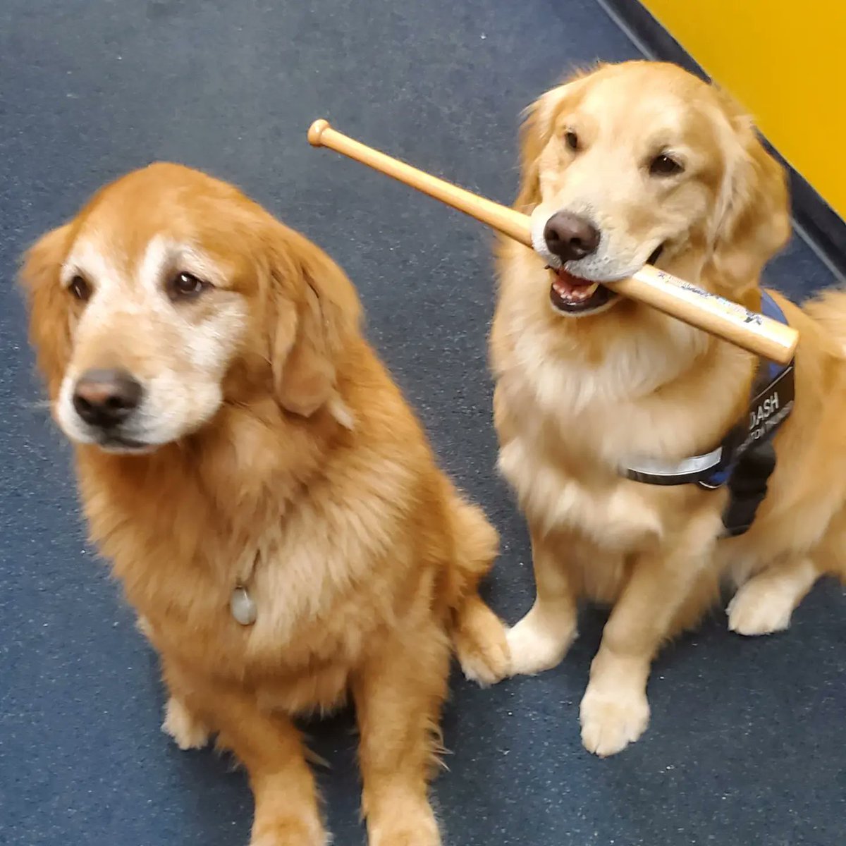 One thing I can be sure of is that wherever I go...Dash will probably be next to me.