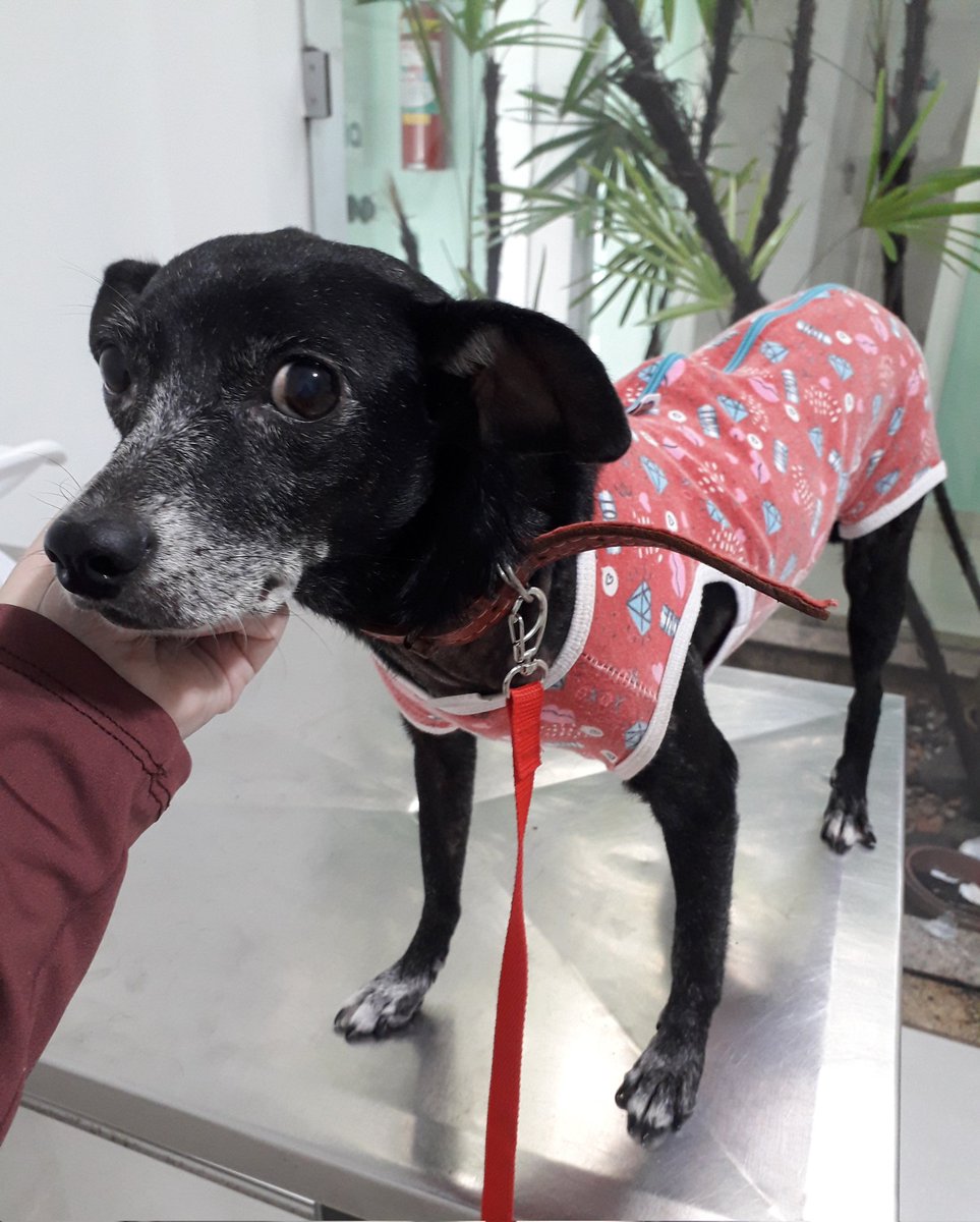 warriormaxito's tweet image. ⚠️ AJUDA PARA SALVAR A VIDA DA LADY  

Pessoal, essa é a minha cachorrinha Lady. Ela já é idosa e recentemente descobri que ela tem câncer de mama (carcinoma mamário em tumor misto). Esse tipo de tumor é um dos menos agressivos em cadelas, ou seja, a Lady poderá se curar!!