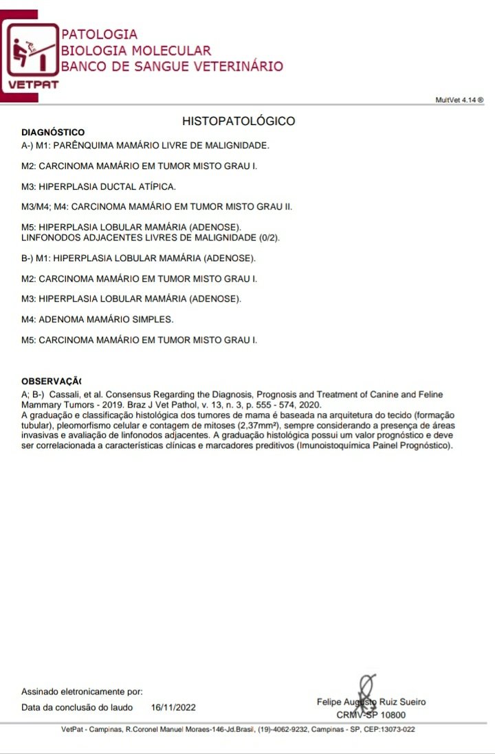 warriormaxito's tweet image. ⚠️ AJUDA PARA SALVAR A VIDA DA LADY  

Pessoal, essa é a minha cachorrinha Lady. Ela já é idosa e recentemente descobri que ela tem câncer de mama (carcinoma mamário em tumor misto). Esse tipo de tumor é um dos menos agressivos em cadelas, ou seja, a Lady poderá se curar!!