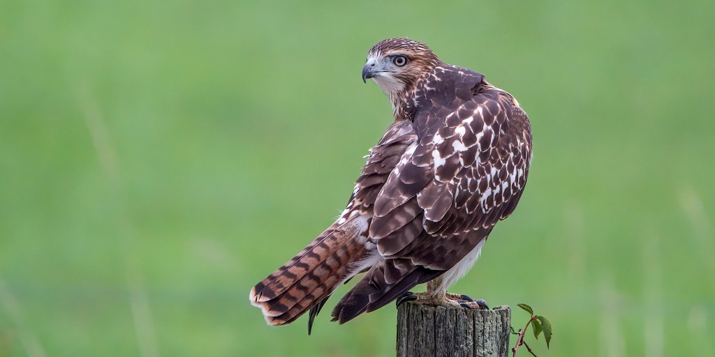 Tweet by Tufts | Cummings School of Veterinary Medicine