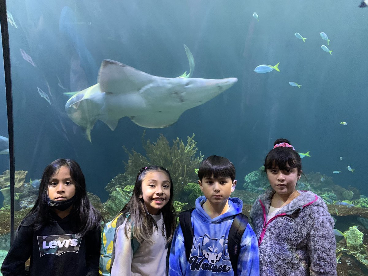 tsheedyPC's tweet photo. Third graders had a fantastic trip to #sheddaquarium Some even did a little reading @mg75wolves https://t.co/pL0qFXBBY7