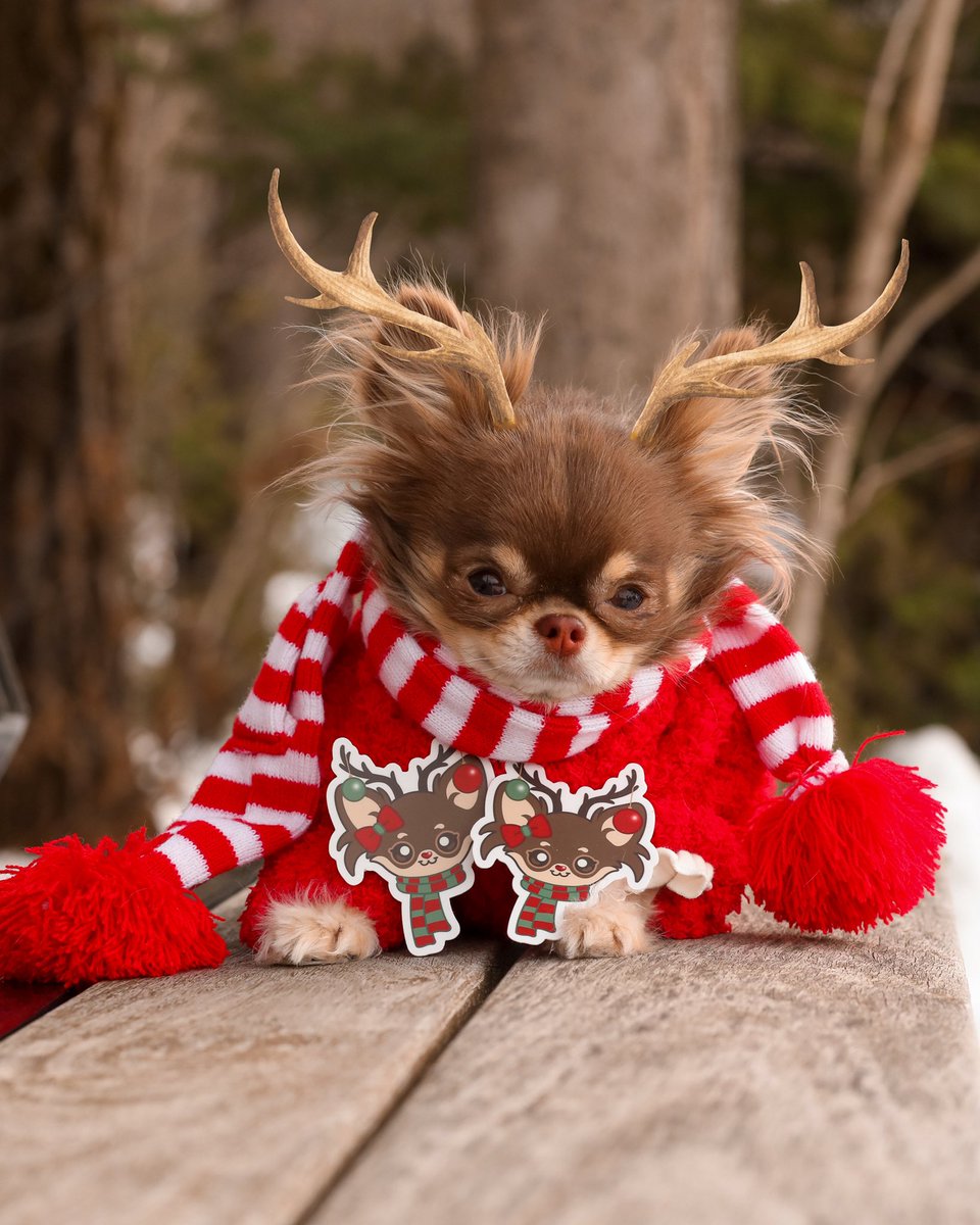It’s LOUdolph the red-nosed chichi! 🦌❤️
Jusss wanted to let you know that my hoLouday collection is out 📢 You can shop stickers, mugs, human apparel and more! — shoplouscloset.com/collections/ho…
It’ll make the perfect festive gift for dog lovers 🥰