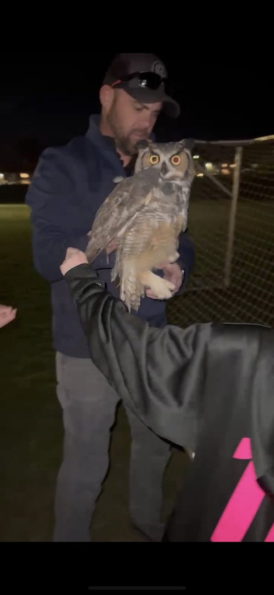 RandyFiedler5's tweet photo. So… this happened.  My daughter says it’s a Great Horned Owl https://t.co/xKGIUoZiZA