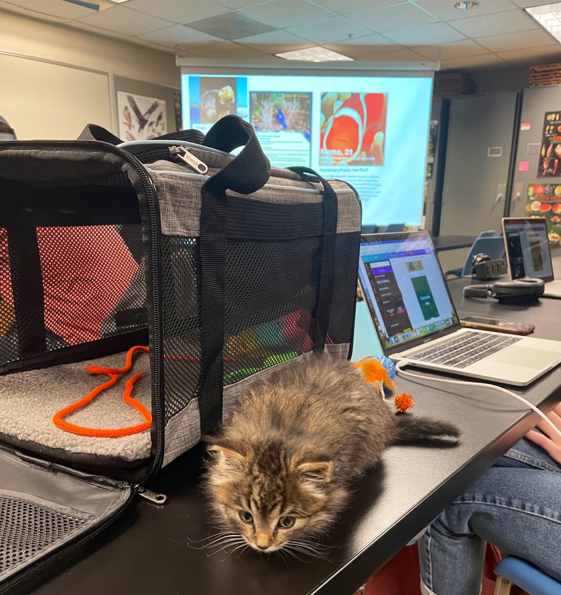 StotraChakraba2's tweet photo. Late enrollment to my course 😂 Newest member of my #AnimalBehavior class @Macalester 🐈 
A student got her cat along, just made my day😍 #CatsOnTwitter #ScienceCats #PetsInClass #AcademicChatter https://t.co/wPEkVKjv4o