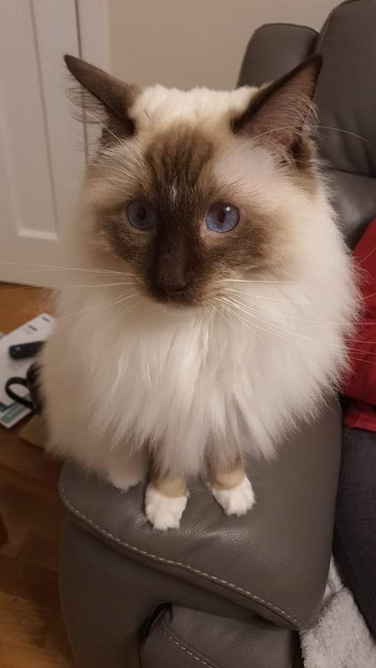 CloverRagdoll's tweet photo. I watches a fly intently as it circles the living room. Should I catch it? #CatsOfTwitter #RagdollCats https://t.co/511L60TiGb