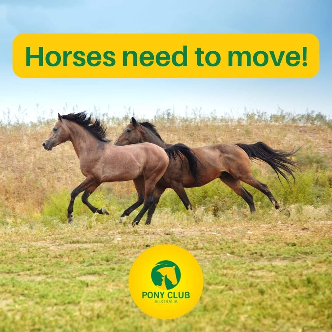 PonyClubAus's tweet photo. Free-roaming horses travel many kilometres a day together. Movement is important for all horses' physical health (joint, gut, hoof, etc.), but it is also essential for their mental wellbeing.

#welfarewednesday #moveit #physical #emotional #wellbeing https://t.co/WAsN1LuoQV