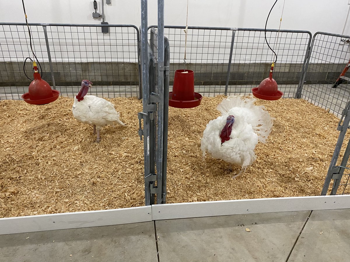 natlturkeyfed's tweet photo. Home sweet home! Chocolate and Chip arrived safely at @NCState. They're already getting comfy in their new digs and can't wait to meet @NCStateCALS and @NCStatePDPS students! 🦃🎒 https://t.co/wMS0GO1Laq