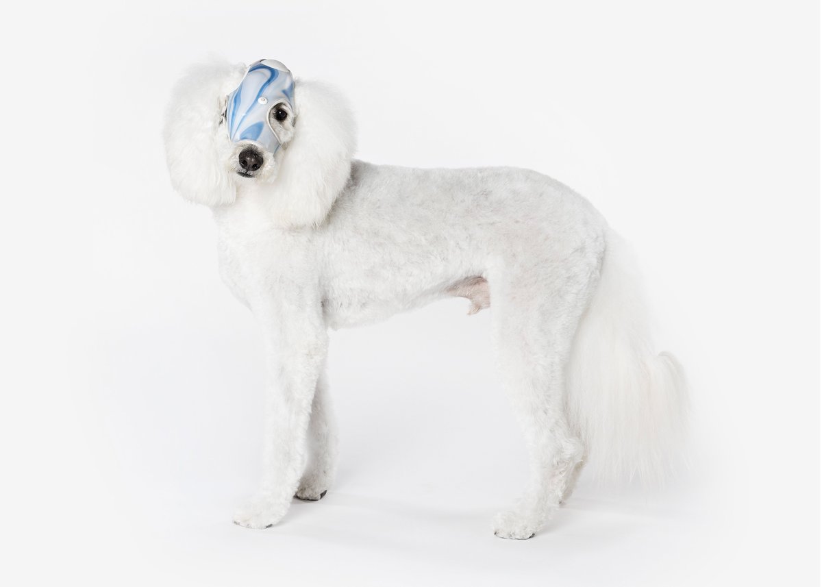 Texas A&M Foundation tweet media