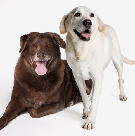 Texas A&M Foundation tweet media