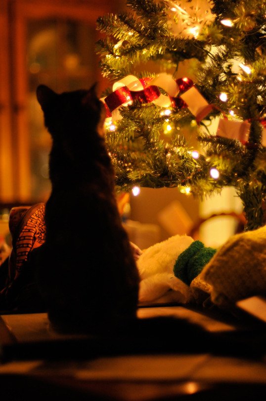 Dreaming of Christmas
🐱🎄🎀☃️🐈