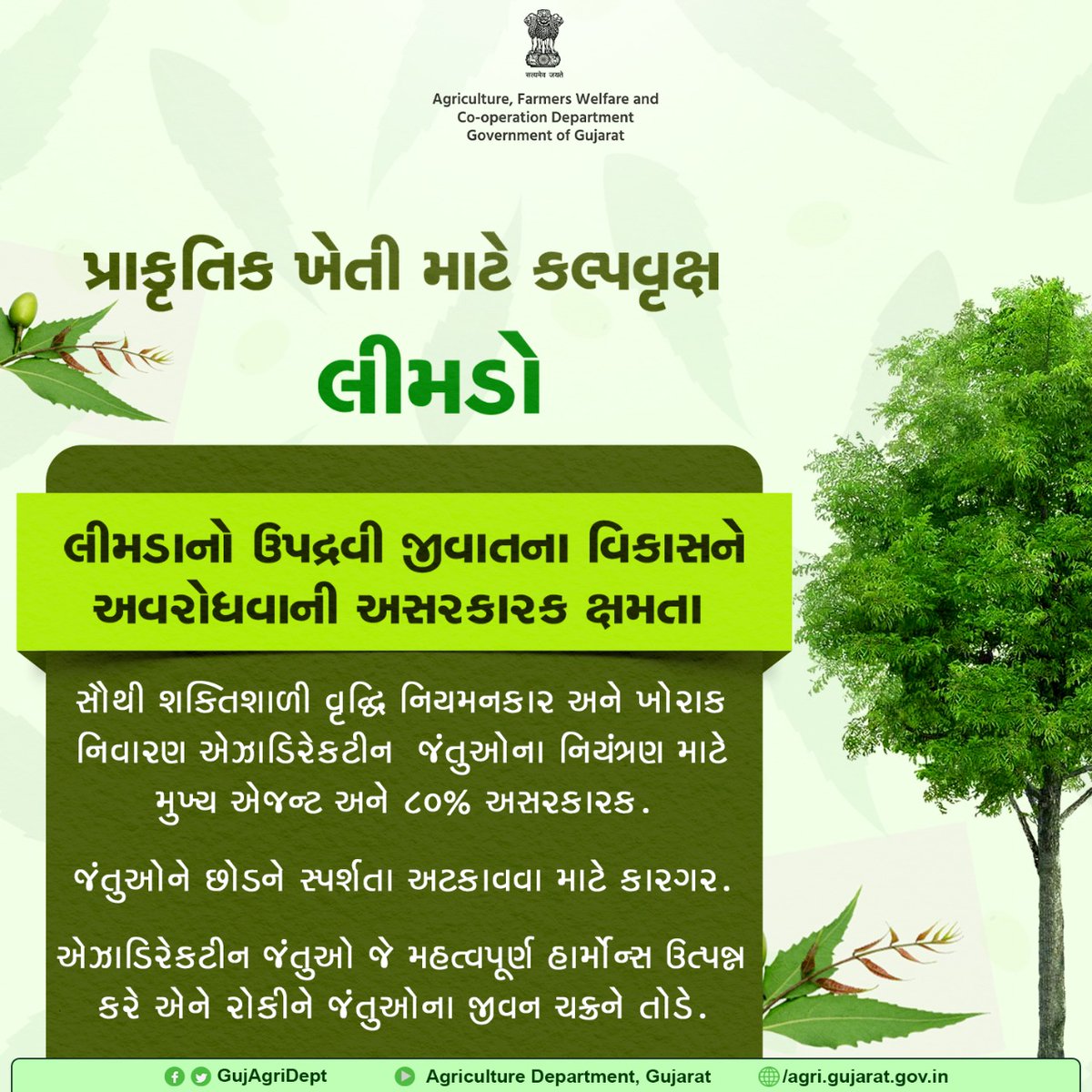 GujAgriDept's tweet photo. પ્રાકૃતિક કૃષિનું કલ્પવૃક્ષ એટલે લીમડો... https://t.co/aJqKIl1JWP