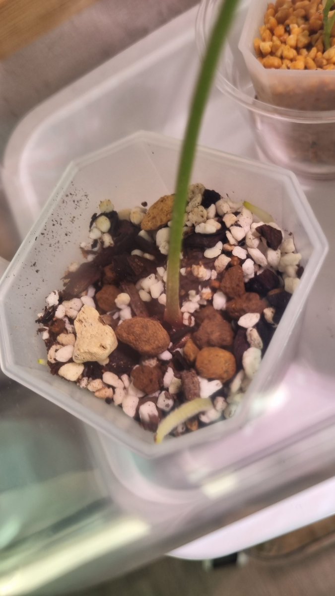 왜..뿌리가..위로..나오지...