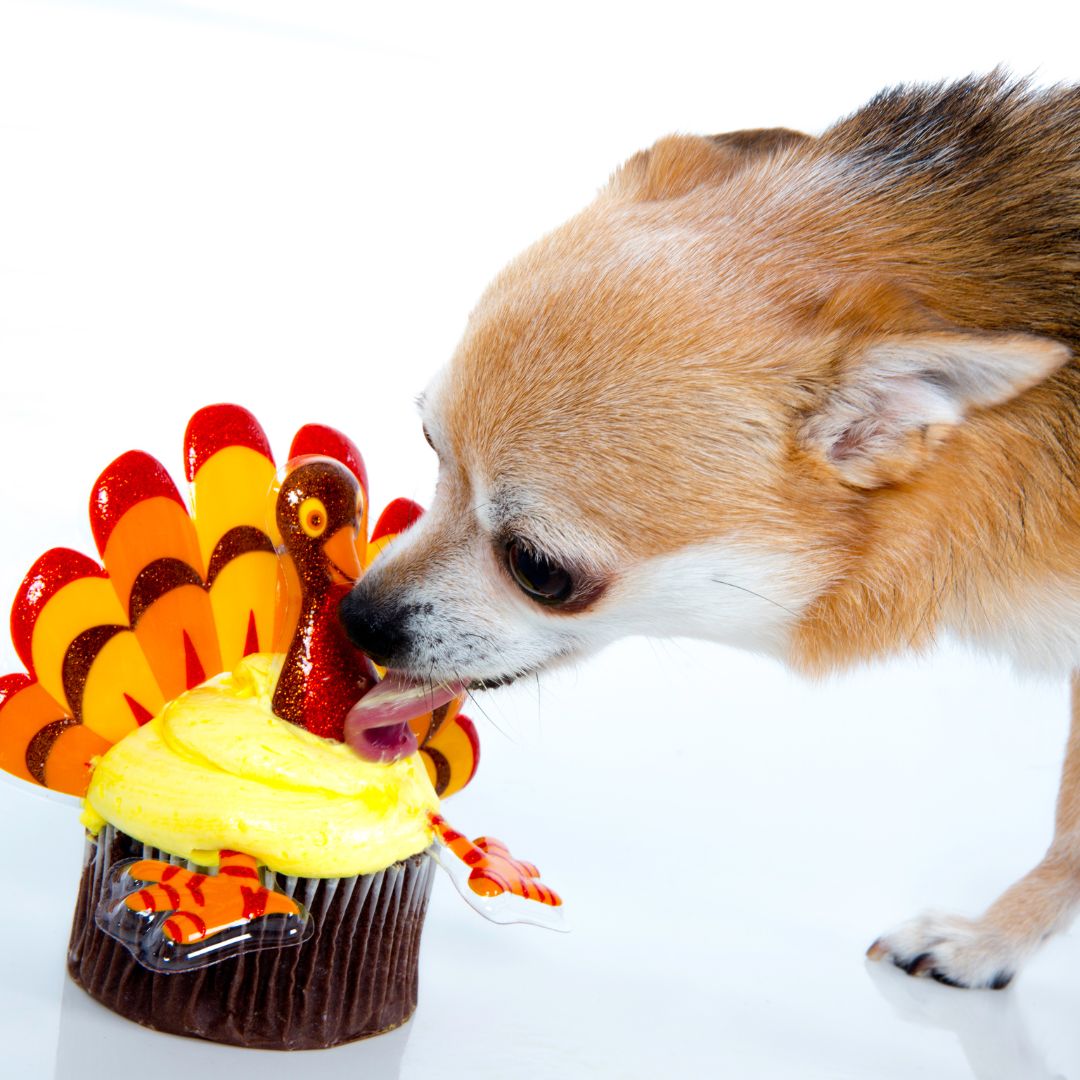 LogicProducts's tweet photo. What brands are your floofs most thankful for this year?

Tag your favorites in the comments for a possible collaboration for an upcoming giveaway 👀
.
.
.
.
#dogbrands #thanksgiving #dogtoys #dogfood #dogtreats #dogsofig #influencerdogs #doginfluencers #holidayseason https://t.co/YvX1o24U2i