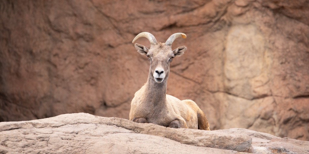 Have ewe marked your calendars for #GivingTuesday yet? This important day of giving back and supporting the organizations you love is next Tuesday, November 29! As a non-profit, we rely on donors like you to continue providing world-class care for our living collections.  🌵❤️