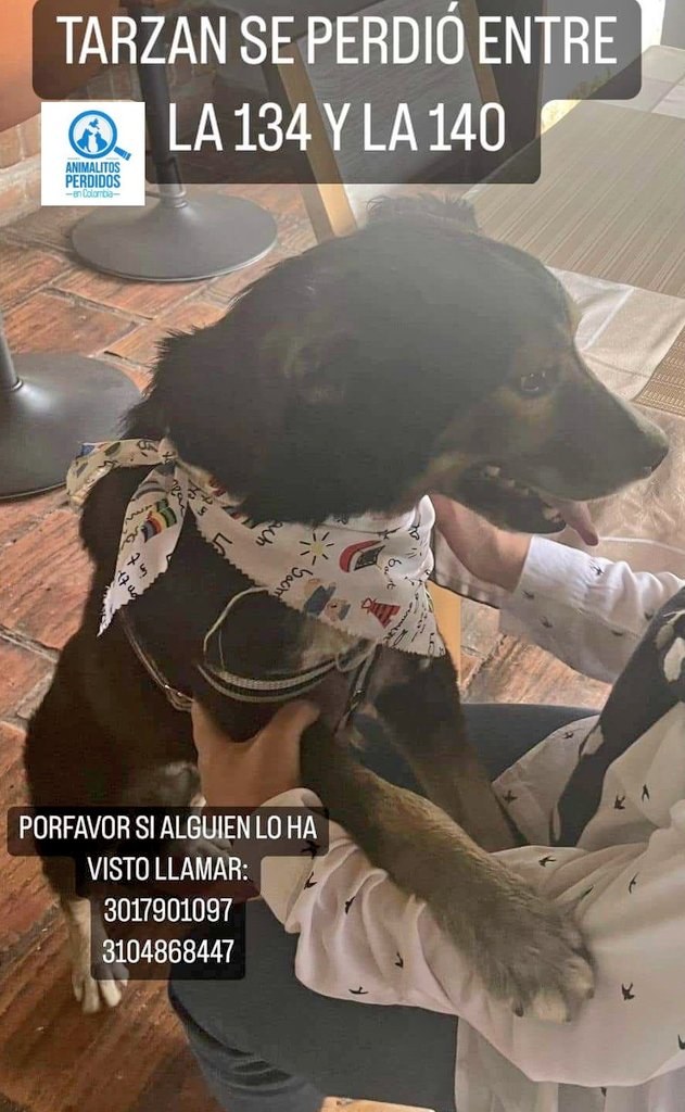 Perdido perro el 22 de noviembre entre la calle 134 y 140, Bogotá. #AnimalitosPerdidosCol