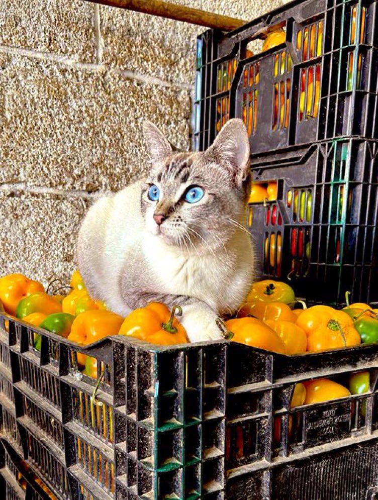 Bodega Cats (@bodegacats_) on Twitter photo 